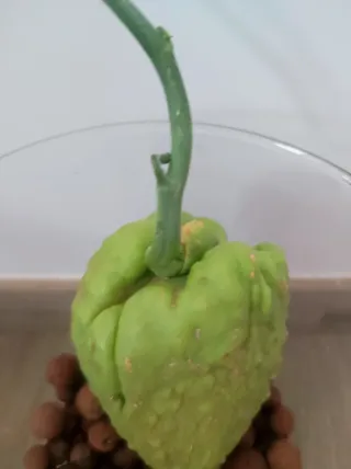 Zucca Chayote germogliata