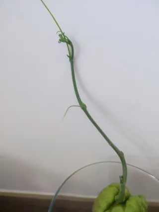 Zucca Chayote germogliata