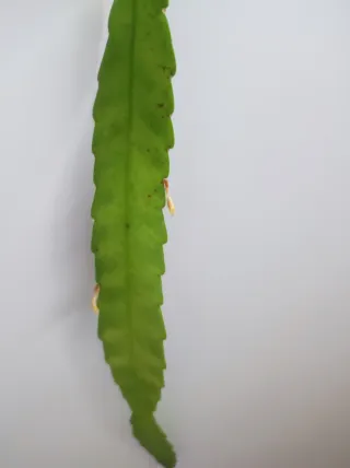 Rhipsalis pianta
