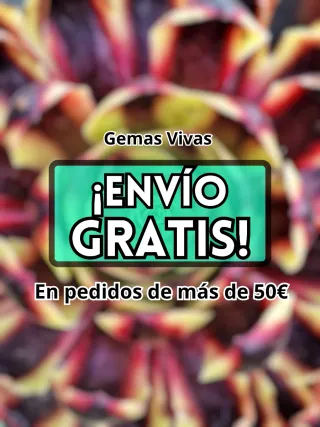 Echeveria 'Small Conch' Planta Suculenta