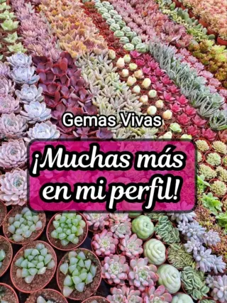 Echeveria 'Small Conch' Planta Suculenta