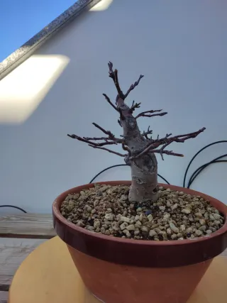 Bonsái Manzano