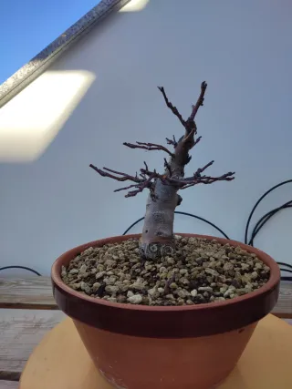 Bonsái Manzano