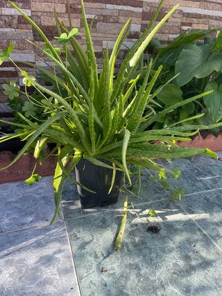 Planta Aloe Vera en Maceta Negra