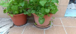 Maceta de plástico terracota