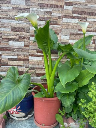 Planta de interior con flores