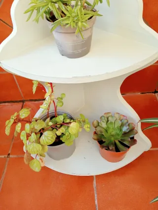 Estantería de esquina con plantas