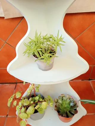 Estantería de esquina con plantas