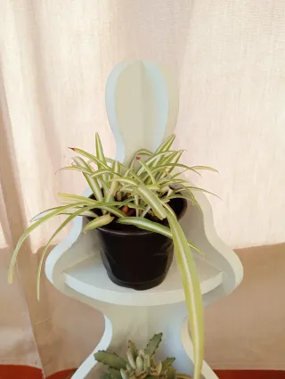 Estantería de esquina con plantas