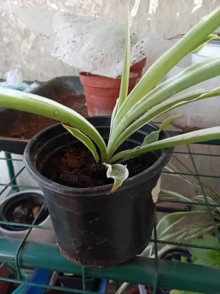 Pianta Falangio nastrino