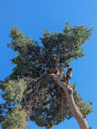 Rescate de gatos en árboles