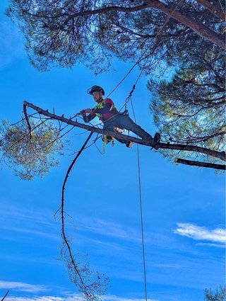 Rescate de gatos en árboles (gratis)
