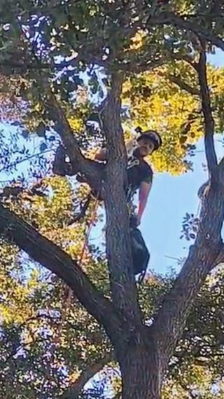 Rescate de gatos en árboles (gratis)