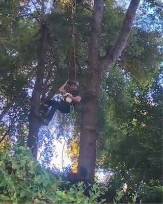 Rescate de gatos en árboles (gratis)