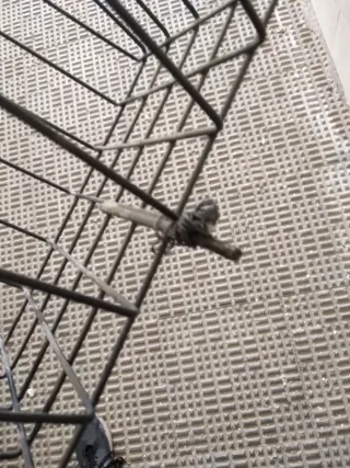 Cesta Delantera Dervi Variant 49