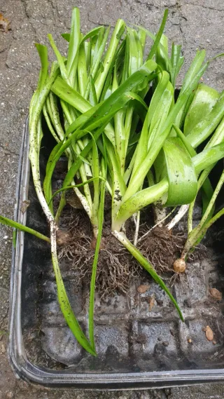 Bolbos de flores lilas