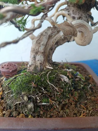 Bonsái conífera trabajos realizados