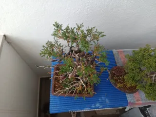 Bonsái conífera trabajos realizados