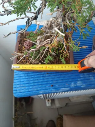 Bonsái conífera trabajos realizados