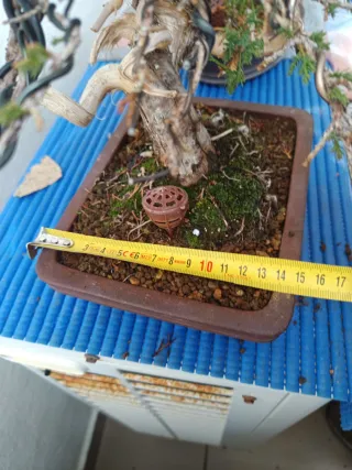 Bonsái conífera trabajos realizados