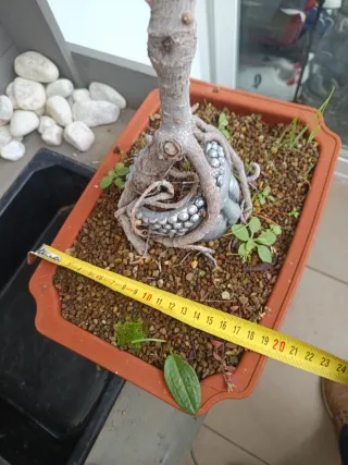 Prebonsai ficus retusa adaptado en cabeza buda