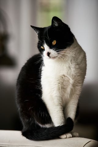 Fotógrafo profesional - Sesiones de fotos