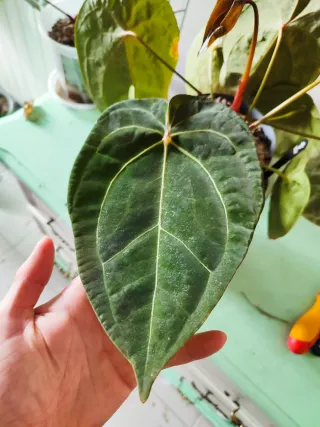 Anthurium Red Spider x self (clone).