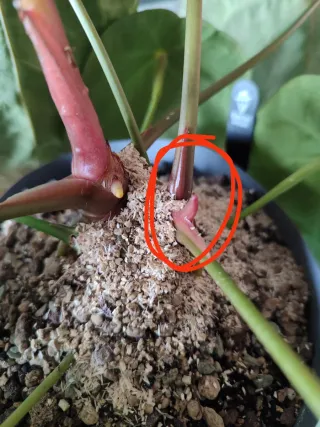 Anthurium Red Spider x self (clone).