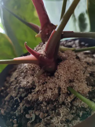 Anthurium Red Spider x self (clone).