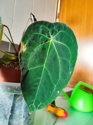 Anthurium Red Spider x self (clone).