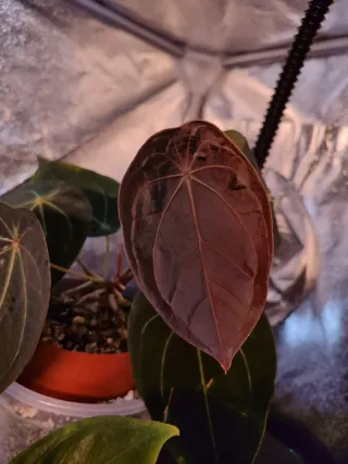 Anthurium Red Spider x self (clone).