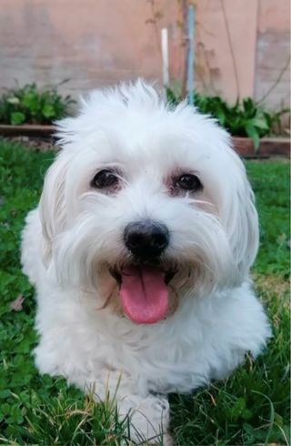 Servicio de Paseo de Perros