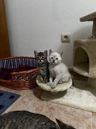 Servicio de cuidado de animales