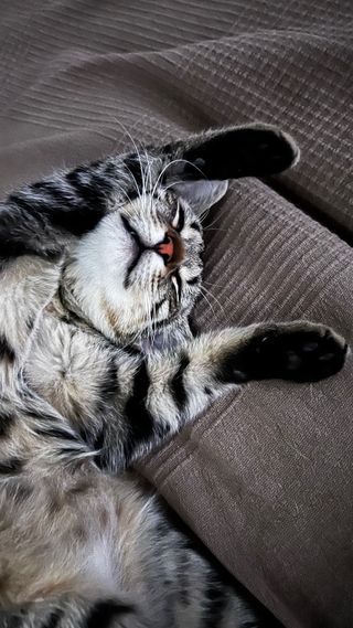 Servicio de cuidado de animales