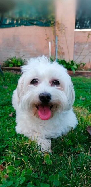 Servicio de cuidado de animales