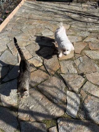 Servicio de cuidado de animales