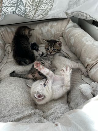 Servicio de cuidado de animales