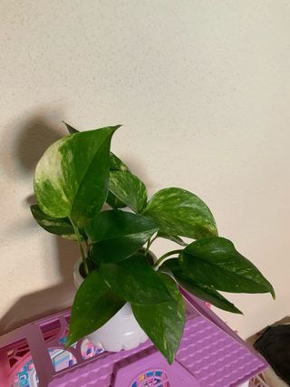 Planta de interior con hojas verdes y blancas