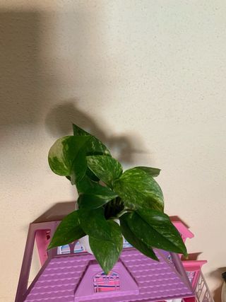 Planta de interior con hojas verdes y blancas