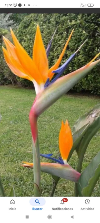 Strelitzia Ave del Paraíso en maceta