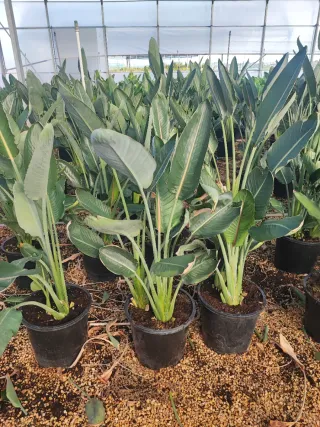 Strelitzia Ave del Paraíso en maceta