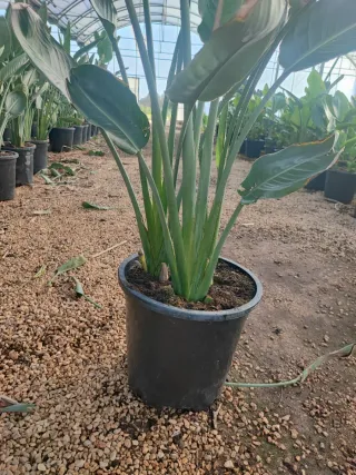 Strelitzia Ave del Paraíso en maceta