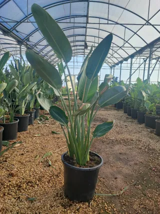 Strelitzia Ave del Paraíso en maceta