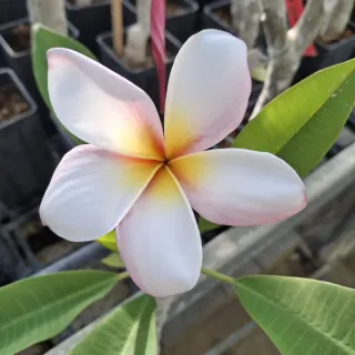 Gina J J aka Jeena Plumeria