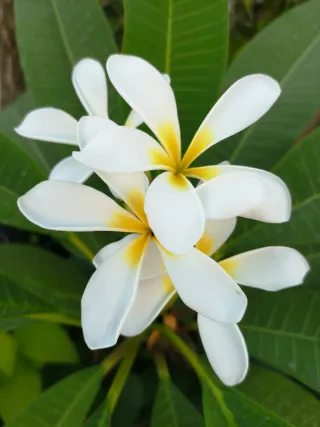 Gina J J aka Jeena Plumeria