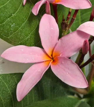 Gina J J aka Jeena Plumeria