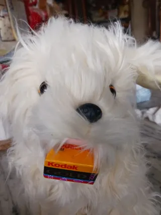 Kodak cane pubblicitario peluche 40cm con rullino