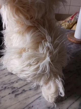 Kodak cane pubblicitario peluche 40cm con rullino