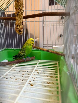 Jaula para pájaros verde