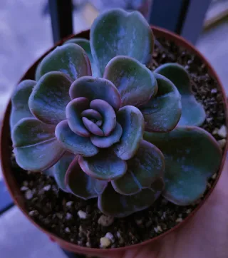 Echeveria Heart Song Pianta Succulenta